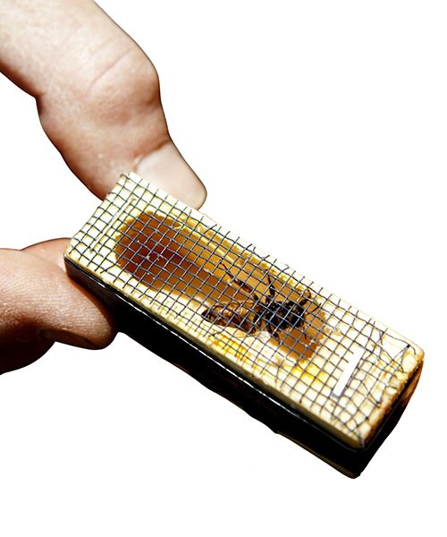 Mated Queen Honeybee